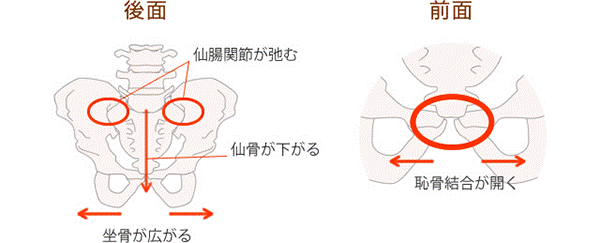 骨盤の関節画像